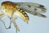 Suillia variegata